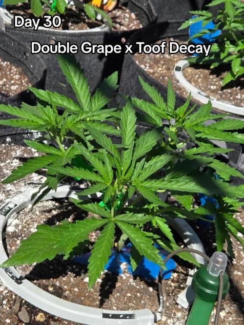 Double Grape x Toof Decay - TESTER. Week 4