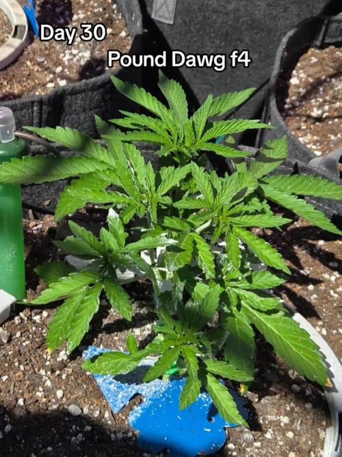 Pound Dawg f4. Week 4