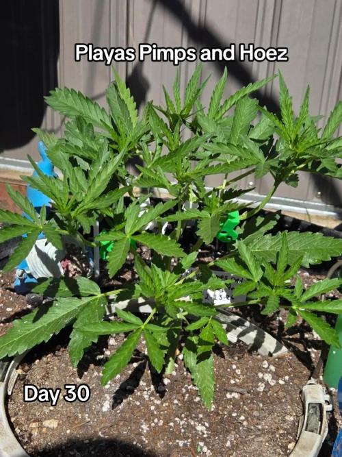 Playas, Pimps, and Hoez- Limited Release. Week 4