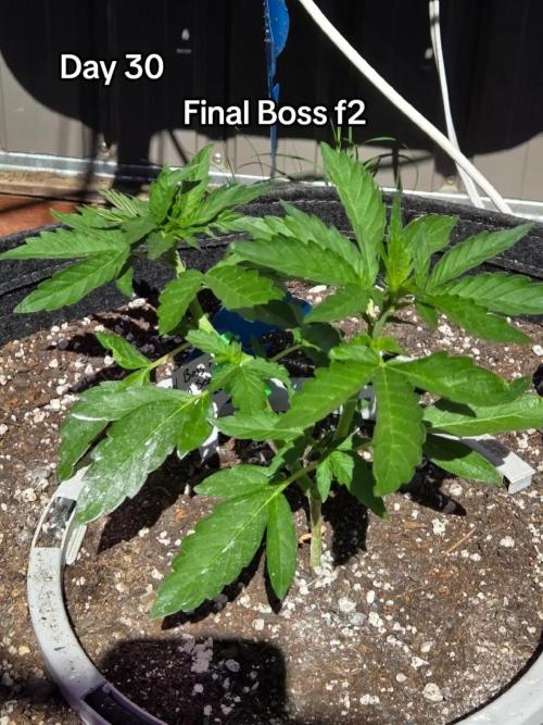 Final Boss F2. Week 4