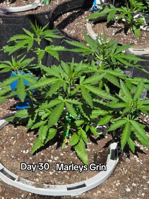 Marleys Grin - Illuminauto #51. Week 4