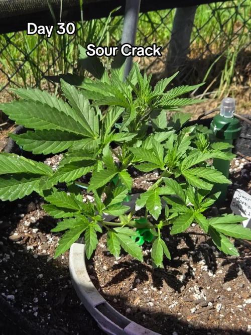 Sour Crack. Week 4