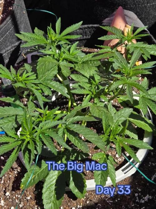 The Big Mac. Week 4
