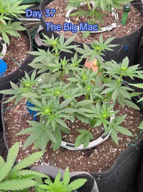 The Big Mac. Week 5