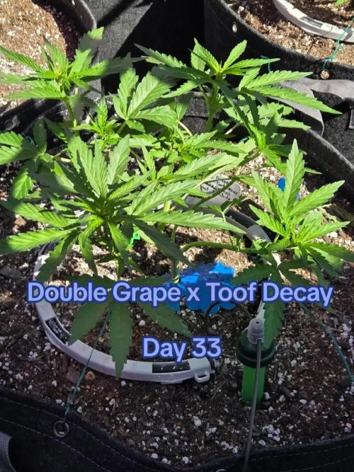 Double Grape x Toof Decay - TESTER. Week 4