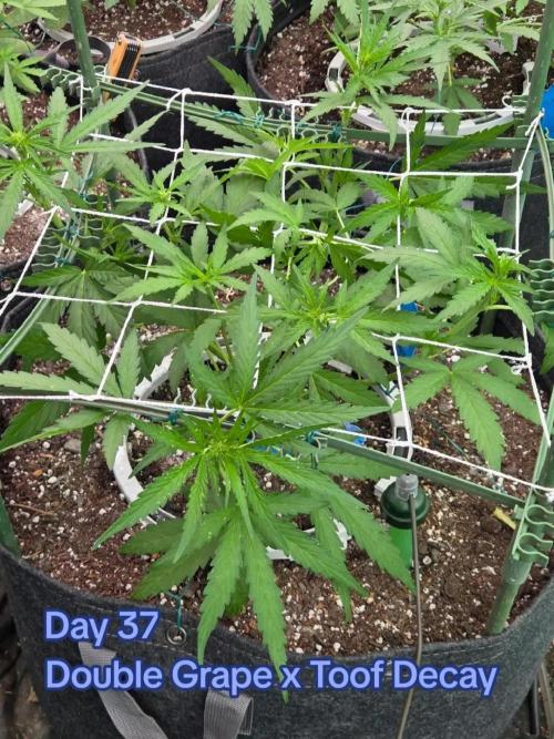 Double Grape x Toof Decay - TESTER. Week 5