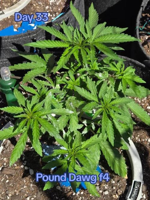 Pound Dawg f4. Week 4