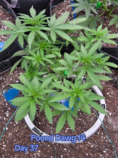 Pound Dawg f4. Week 5