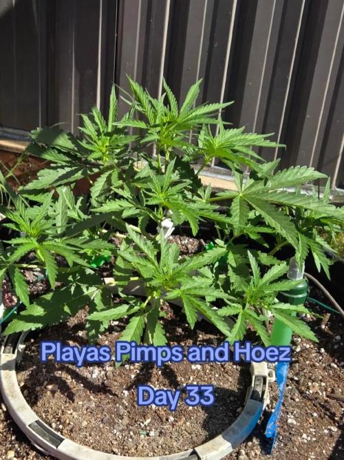 Playas, Pimps, and Hoez- Limited Release. Week 4