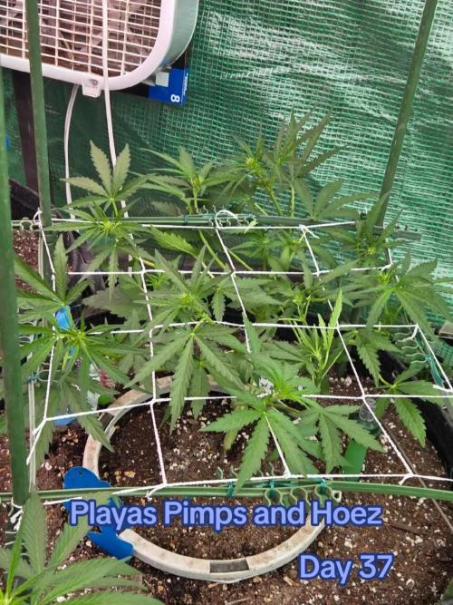 Playas, Pimps, and Hoez- Limited Release. Week 5