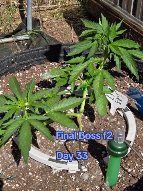 Final Boss F2. Week 4