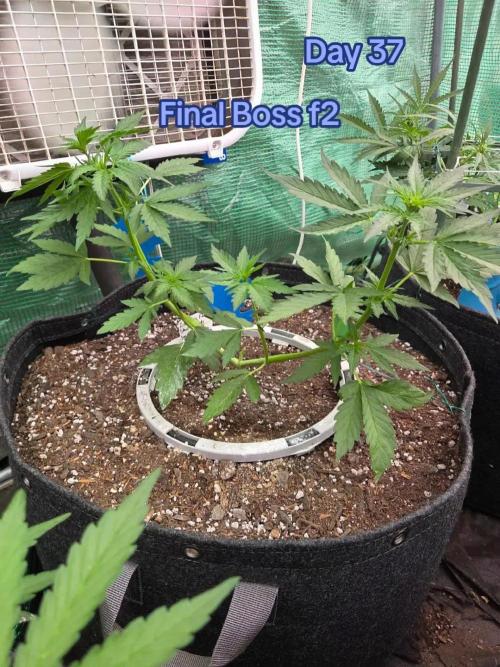 Final Boss F2. Week 5