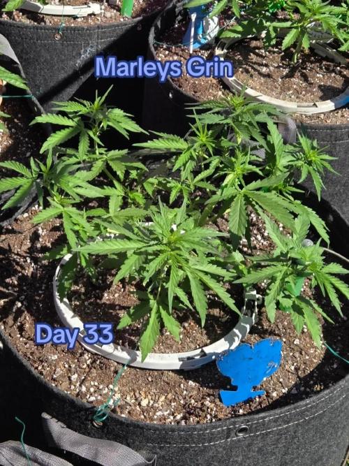 Marleys Grin - Illuminauto #51. Week 4