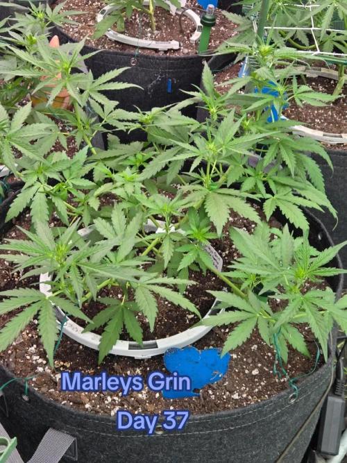 Marleys Grin - Illuminauto #51. Week 5