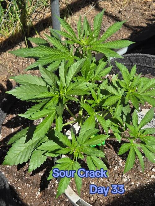 Sour Crack. Week 4