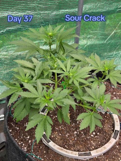 Sour Crack. Week 5