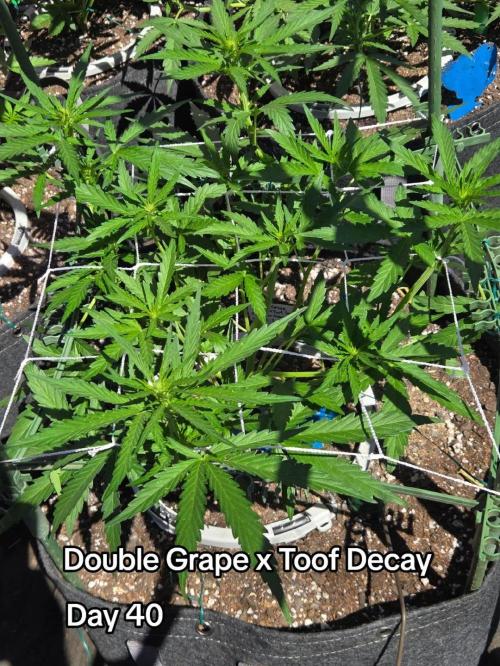 Double Grape x Toof Decay - TESTER. Week 5
