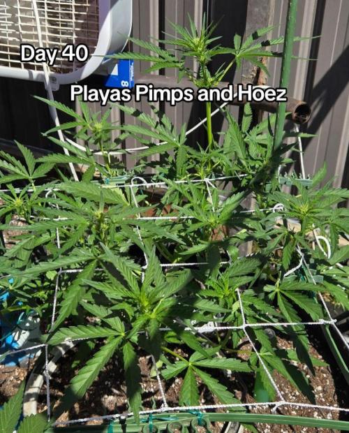 Playas, Pimps, and Hoez- Limited Release. Week 5