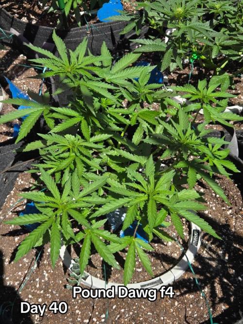 Pound Dawg f4. Week 5