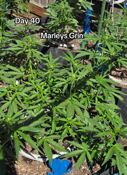 Marleys Grin - Illuminauto #51. Week 5