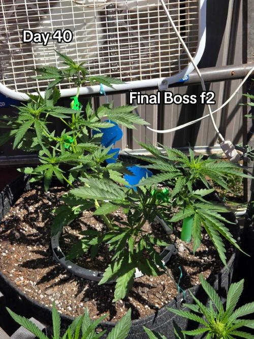 Final Boss F2. Week 5