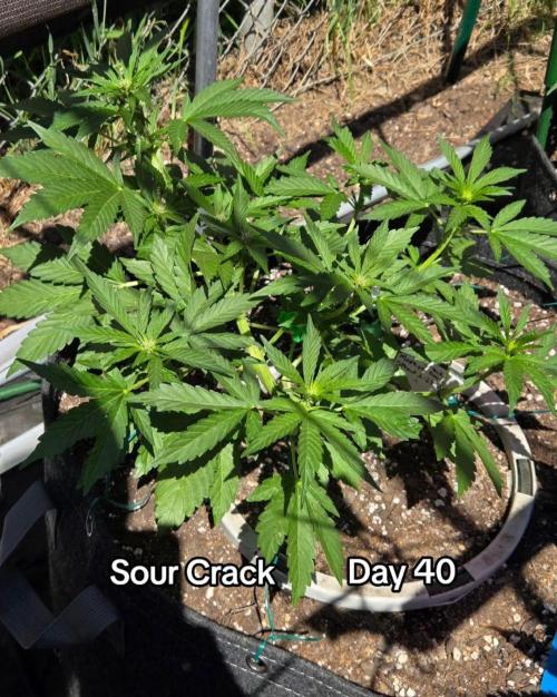 Sour Crack. Week 5