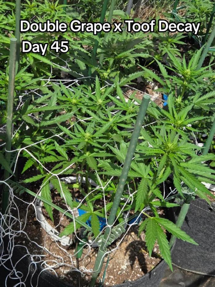 Double Grape x Toof Decay - TESTER. Week 6
