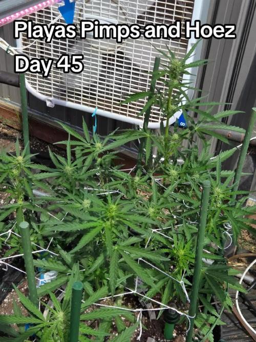 Playas, Pimps, and Hoez- Limited Release. Week 6