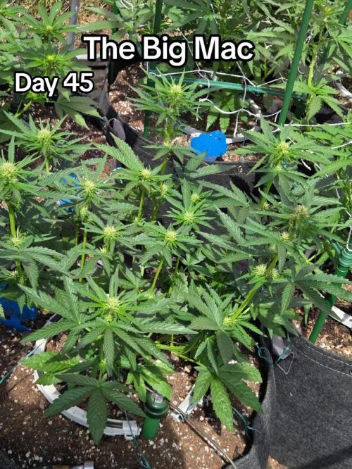 The Big Mac. Week 6