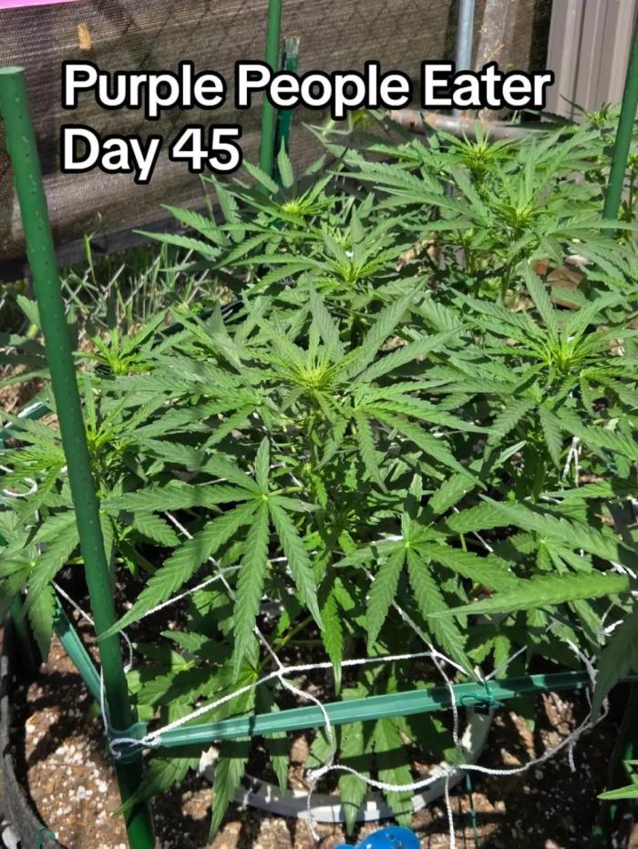 Purple People Eater Auto. Week 6
