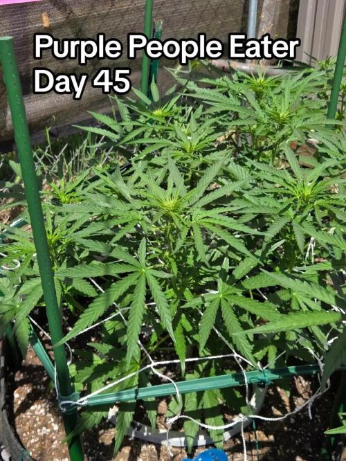 Barrina. Week 6