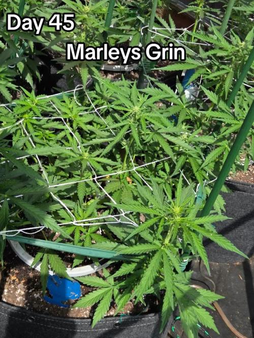 Marleys Grin - Illuminauto #51. Week 6