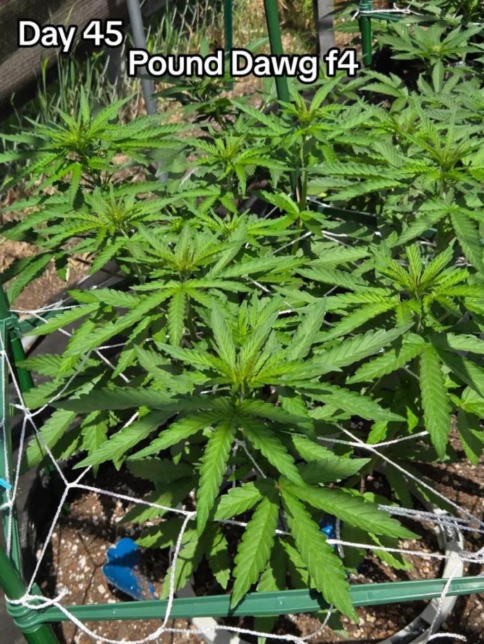 Pound Dawg f4. Week 6