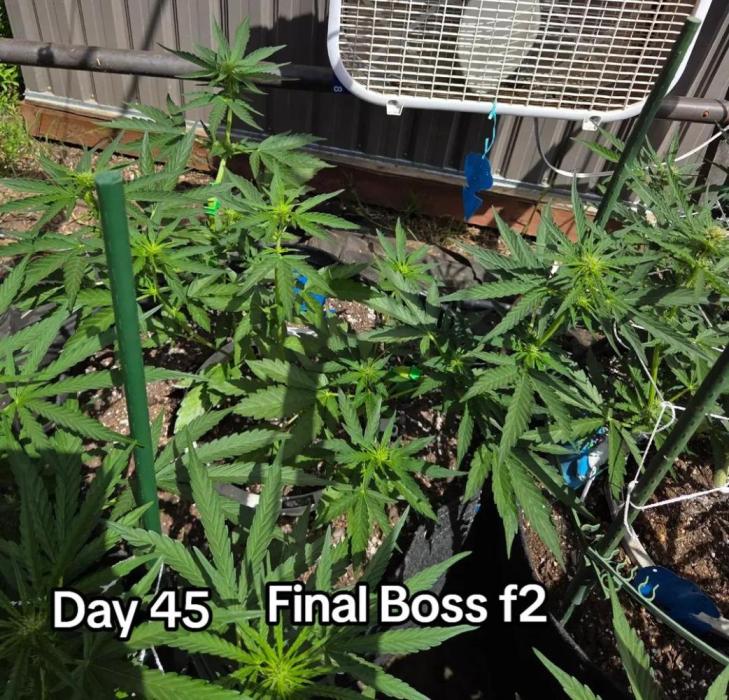 Final Boss f2. Week 6