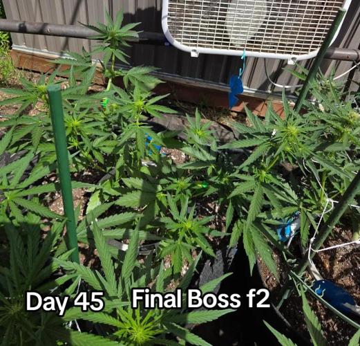 Final Boss F2. Week 6