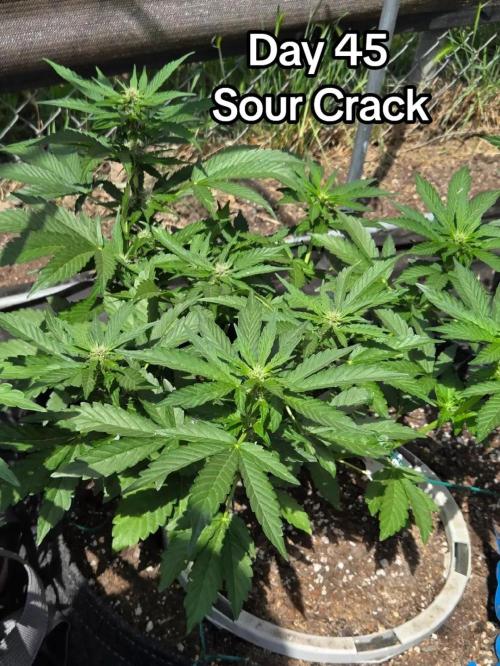 Sour Crack. Week 6