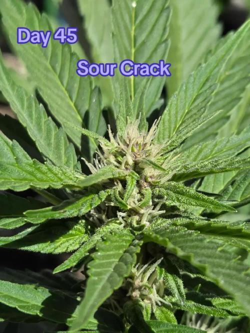 Sour Crack. Week 6