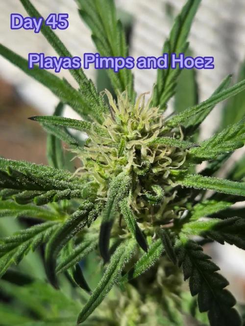Playas, Pimps, and Hoez- Limited Release. Week 6
