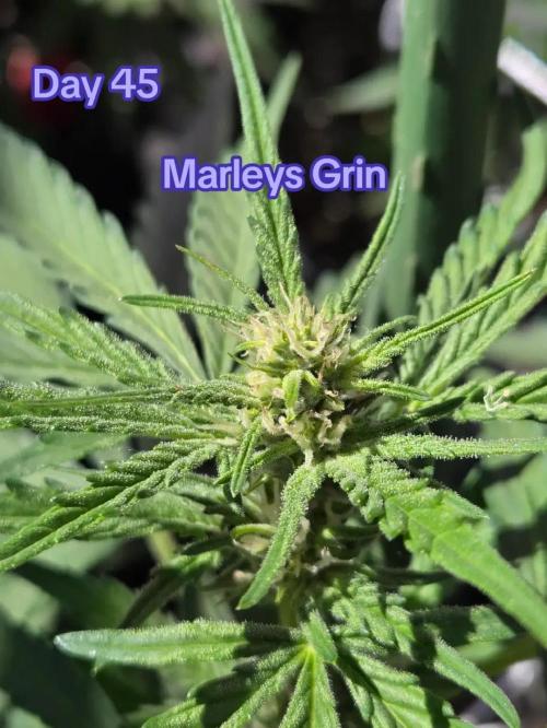 Marleys Grin - Illuminauto #51. Week 6