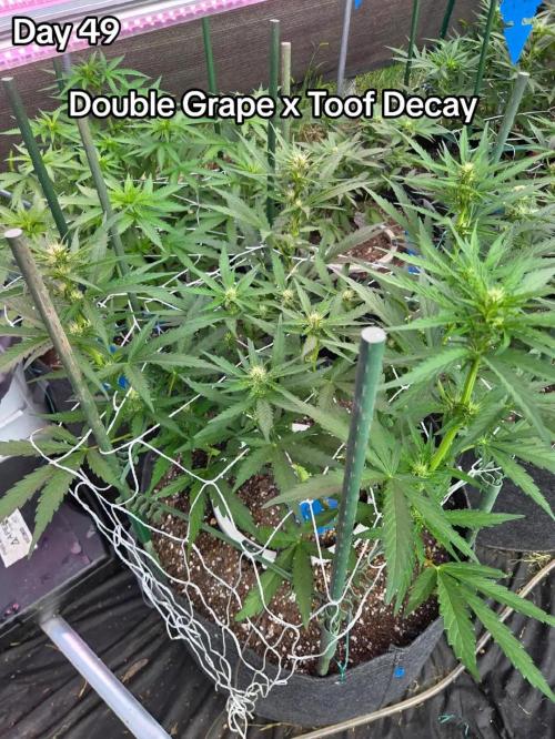 Double Grape x Toof Decay - TESTER. Week 7