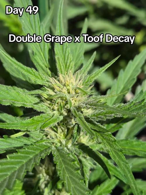 Double Grape x Toof Decay - TESTER. Week 7