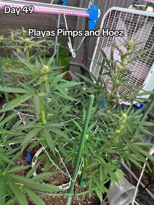 Playas, Pimps, and Hoez- Limited Release. Week 7