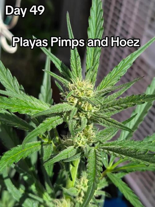 Playas, Pimps, and Hoez- Limited Release. Week 7