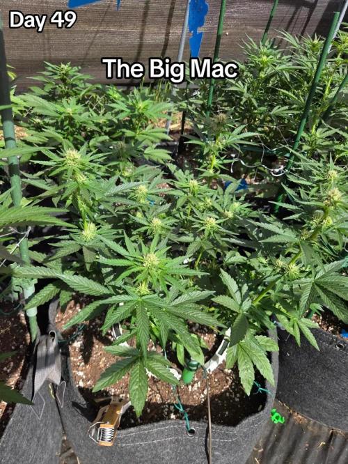 The Big Mac Auto. Week 7