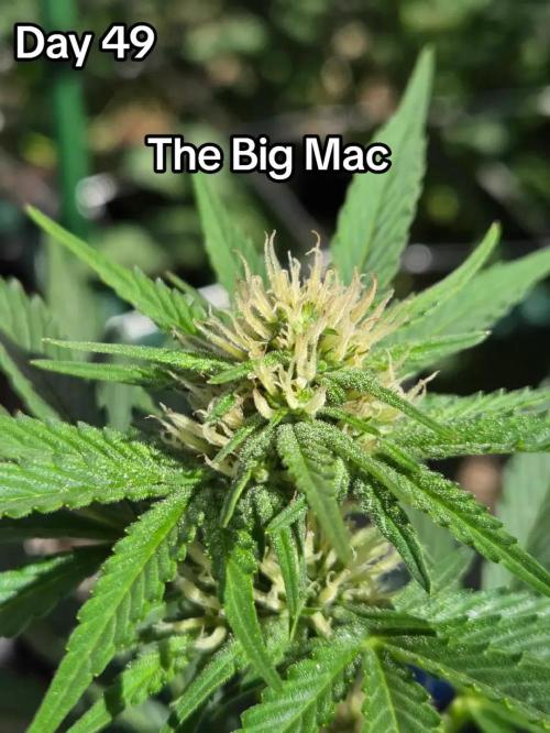 The Big Mac. Week 7