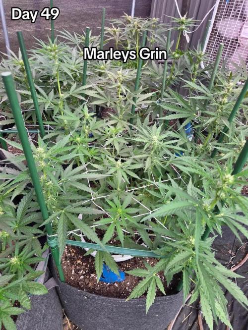 Marleys Grin - Illuminauto #51. Week 7