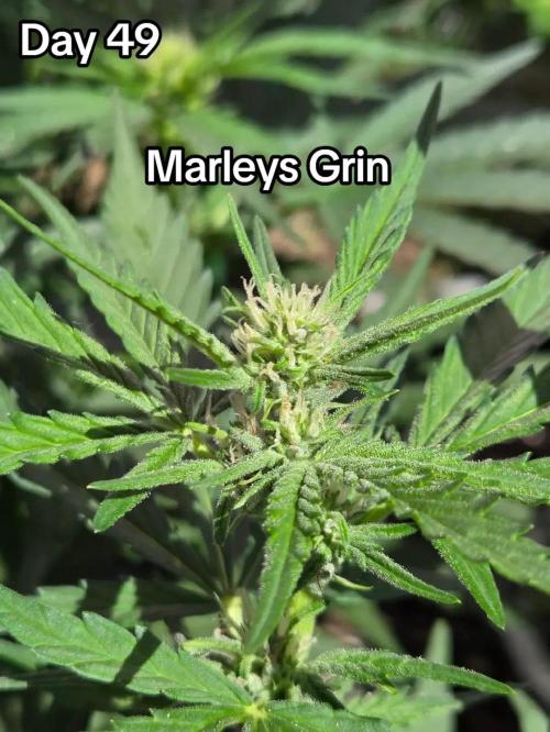 Marleys Grin - Illuminauto #51. Week 7