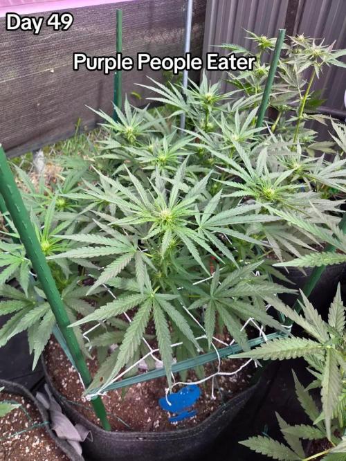 Purple People Eater Auto. Week 7