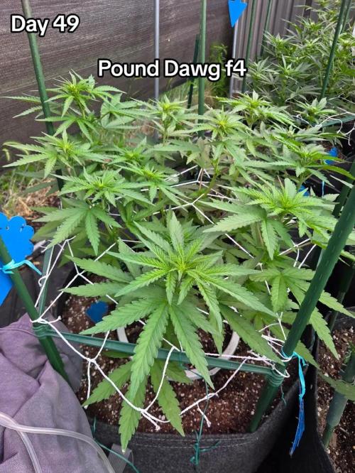 Pound Dawg f4. Week 7
