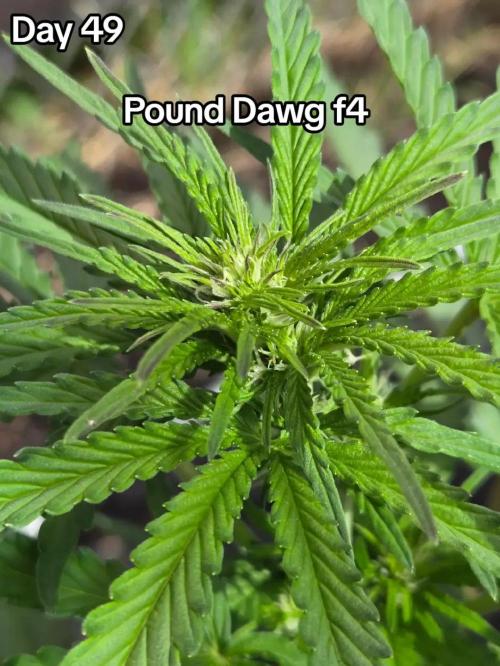 Pound Dawg F4. Week 7